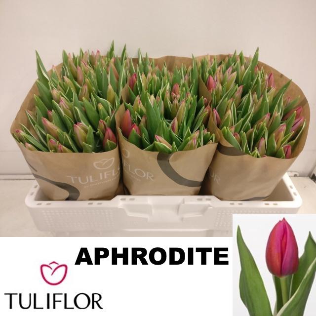 <h4>TU EN APHRODITE</h4>