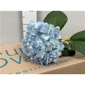 Hydr Tinted Light Blue Premium (box)