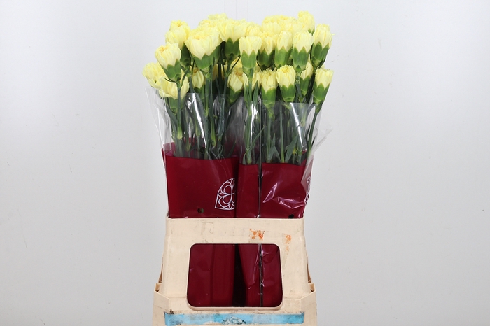 <h4>Di St Hermes Yellow</h4>