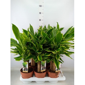 Dracaena frag. 'Golden Coast'
