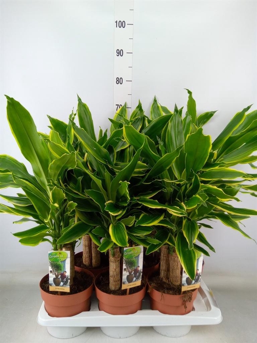 <h4>Dracaena frag. 'Golden Coast'</h4>