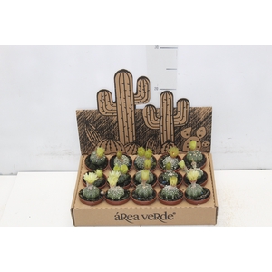 CACTUS GYMNOCALYCIUM MIHANOVICHII P06