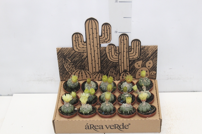 <h4>CACTUS GYMNOCALYCIUM MIHANOVICHII P06</h4>
