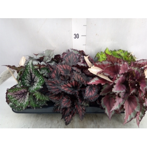 Begonia BD rex   ...mix