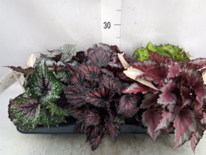 <h4>Begonia BD rex   ...mix</h4>