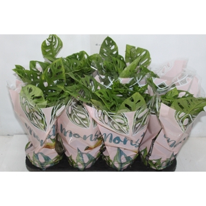 MONSTERA OBLIQUA ADANSONII P15