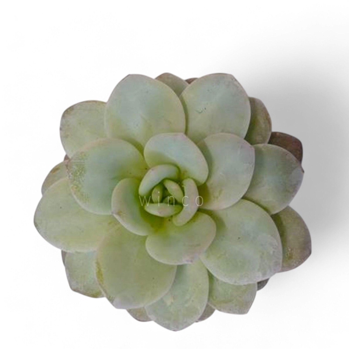 <h4>Echeveria Lauii Cutflower</h4>