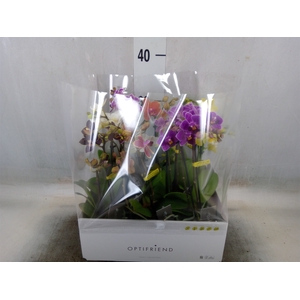 Phalaenopsis multi.   ...mix  5