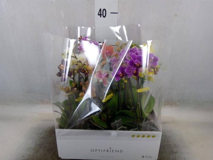 <h4>Phalaenopsis multi.   ...mix  5</h4>