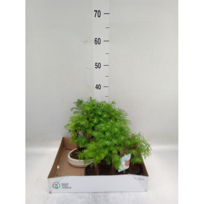 <h4>Bonsai   ...</h4>