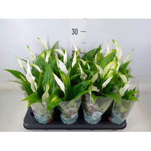 Spathiphyllum  'Pearl Cupido'