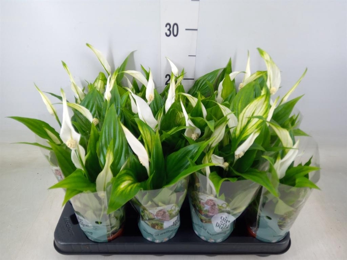 <h4>Spathiphyllum  'Pearl Cupido'</h4>