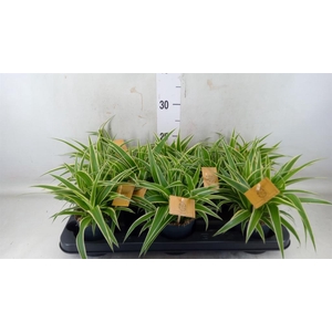 Chlorophytum com. 'Ocean'