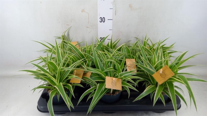 <h4>Chlorophytum com. 'Ocean'</h4>