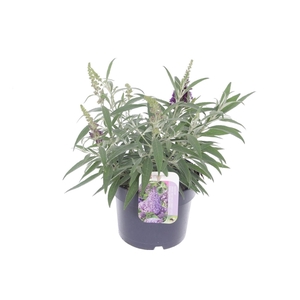 Buddleja Butterfly Candy Lila Sweetheart