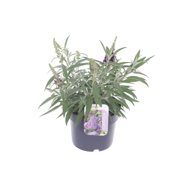 <h4>Buddleja Butterfly Candy Lila Sweetheart</h4>