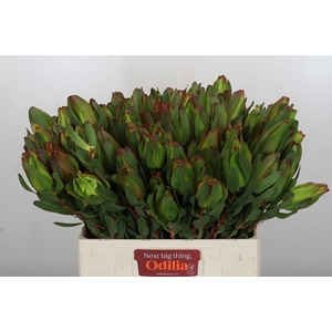 Leucadendron Laurel Yellow Spray