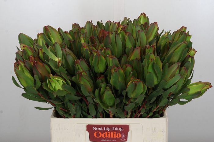 Leucadendron Laurel Yellow Spray