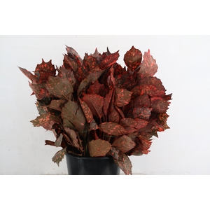 AUCUBA JAPONICA ABS RED 400GR