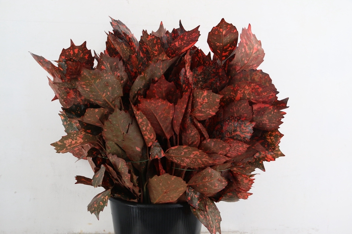 <h4>AUCUBA JAPONICA ABS RED 400GR</h4>