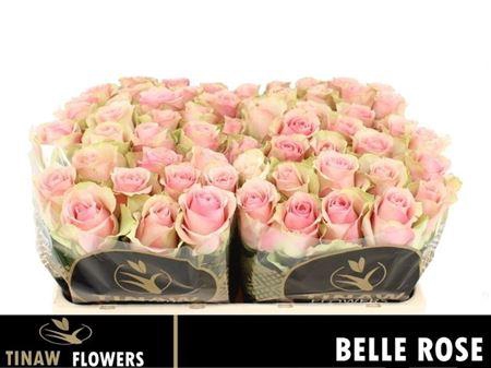 <h4>R Gr Belle Rose</h4>