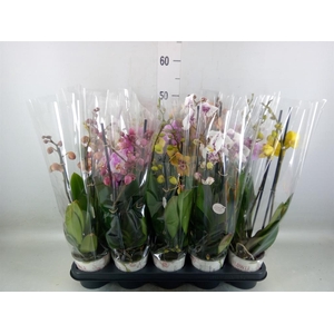 Phalaenopsis   ...mix