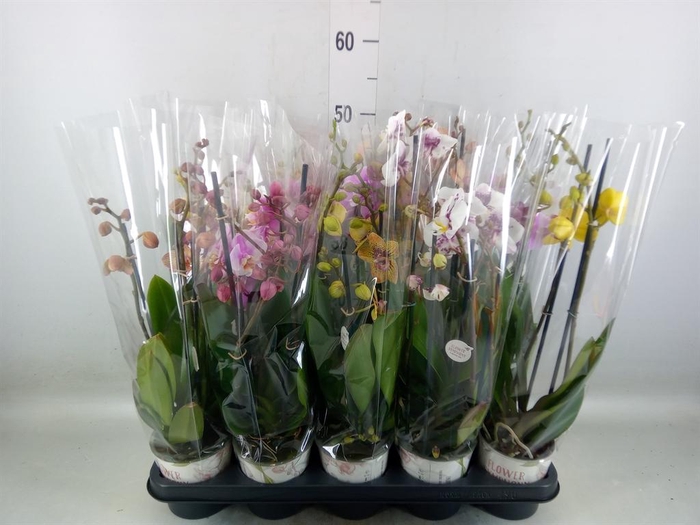 <h4>Phalaenopsis   ...mix</h4>
