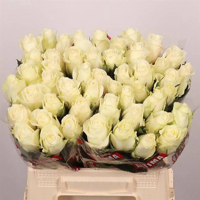 <h4>R GR ALBATROS</h4>