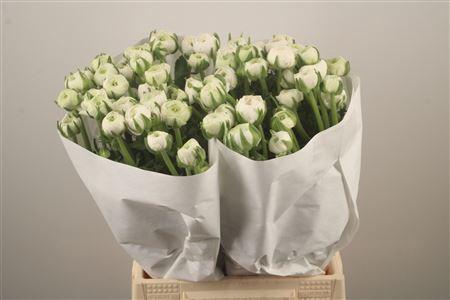 <h4>Ran El. White Ex</h4>