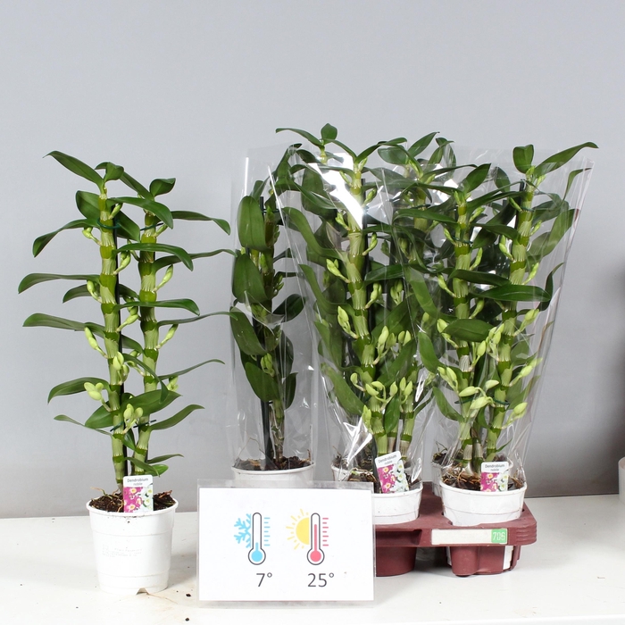 <h4>DENDR N SC APOLLON</h4>