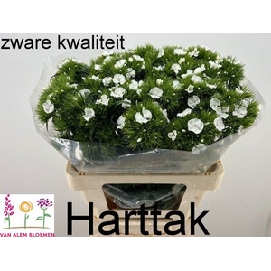 DI BARB S WILL WHITE