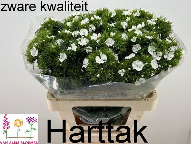 <h4>DI BARB S WILL WHITE</h4>