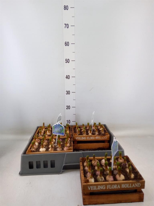 <h4>Arr. Muscari L%</h4>