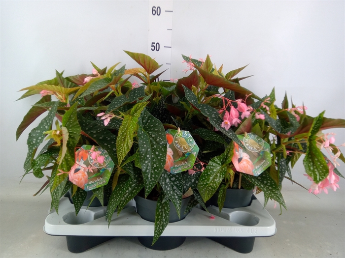 <h4>Begonia BD 'Double Dot'</h4>