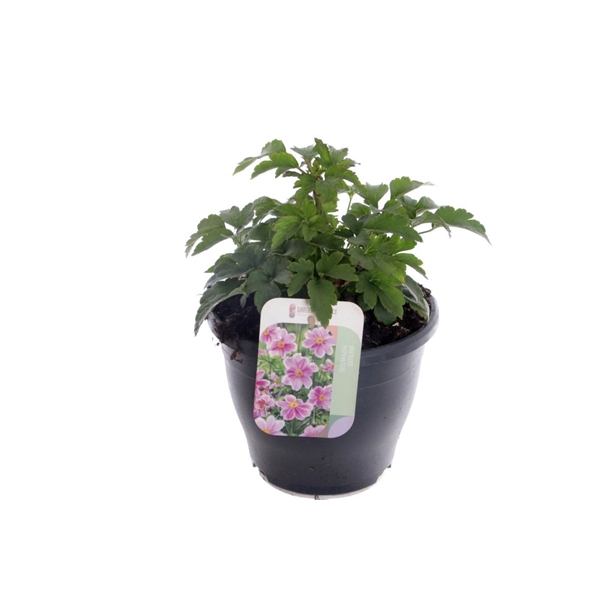 <h4>Anemone hup. Emmy Bicolour</h4>