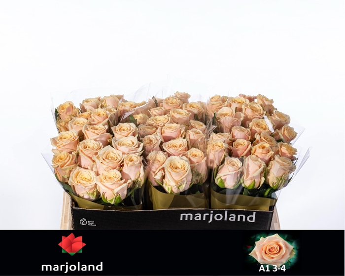 <h4>R GR BELLINI!</h4>