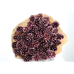 Droog Denneappel Rood Tip X40