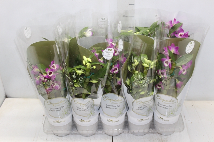 <h4>DENDROBIUM NOBILY P12</h4>