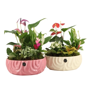 21812: Lovess arrangement