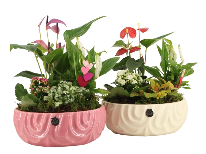 <h4>21812: Lovess arrangement</h4>