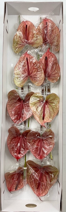 <h4>Anthurium Tequila (price x box) 10/12 st.</h4>