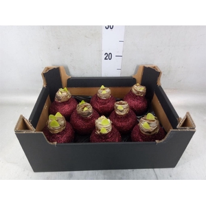 Hippeastrum   ...waxed H%