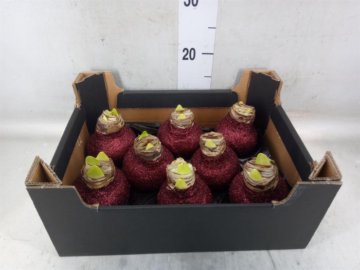 <h4>Hippeastrum   ...waxed H%</h4>