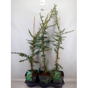 Cedrus libani 'Glauca'