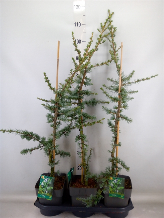 <h4>Cedrus libani 'Glauca'</h4>