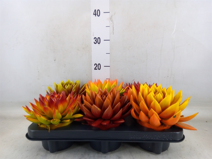 <h4>Echeveria  'Miranda'</h4>