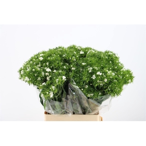 Di Barb Breanthus Hera Wite