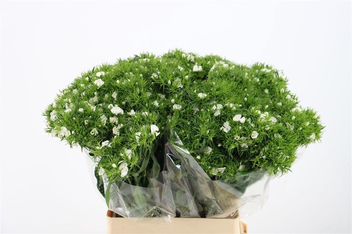 <h4>Di Barb Breanthus Hera Wite</h4>