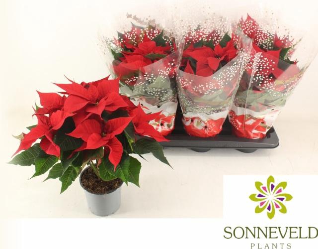 <h4>EUPHOR P CHR F RED</h4>