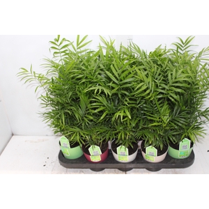 CHAMAEDOREA ELEGANS P11